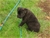 Cucciolo